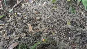 密集恐懼症發作!新竹山區成千上萬馬陸大軍出沒 網憂大地震前兆