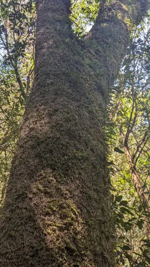 ▲李棟山區一棵樹上滿滿馬陸，網友擔憂是大地震前兆。（圖／翻攝肉腳登山社臉書陳俊宏）