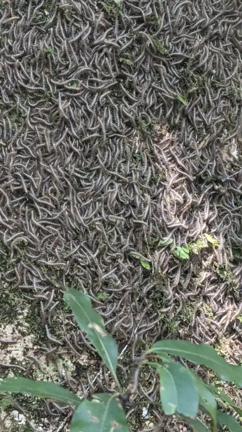 ▲ 地上也滿滿都是馬陸，畫面驚人。（圖／翻攝肉腳登山社臉書陳俊宏）