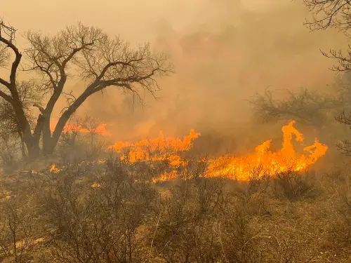 德州史上最大野火！逾百萬英畝土地遭吞噬　2人罹難數千牛隻死亡
