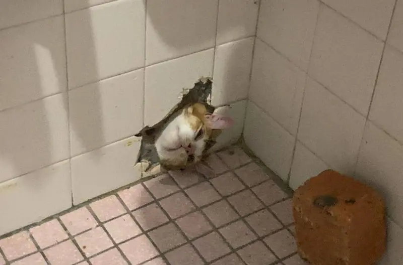 ▲馬來西亞消防隊日前接獲通報，一隻胖橘貓因為貪玩想偷窺浴室，竟卡在牆上的小洞裡，僅露出貓頭一臉尷尬地等待救援。（圖／翻攝自臉書「APM Kota Kinabalu」）