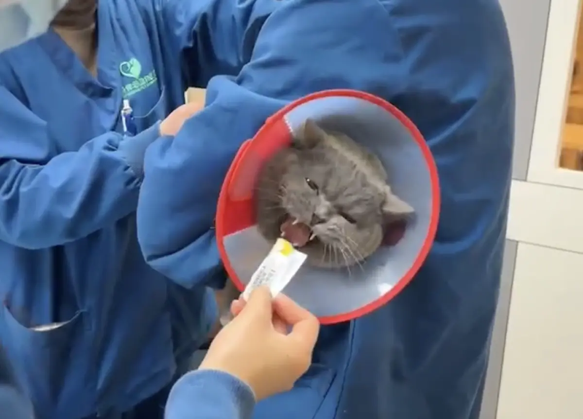 ▲藍貓一開始肉泥吃得津津有味，開始打針後立刻發出淒厲的尖叫聲，最後還怒吃剩餘的肉泥，各種複雜情緒完美濃縮在短短25秒的影片中。（圖／翻攝自小紅書）