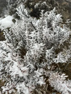 ▲雪霸國家公園黑森林地面自昨（1）日就開始明顯結冰。（圖／山友王翰宇授權提供）