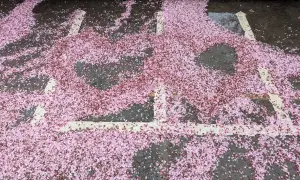 ▲福壽山農場地上堆積厚厚的櫻花瓣，可以隨意推成心形。（圖／翻攝福壽山農場臉書，2024.03.02）
