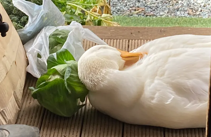 ▲白鴨阿皮把「高麗菜當枕頭」，在門口享受著日光浴，超舒適的模樣也讓牠瞬間爆紅。（圖／取自@aotoudai）