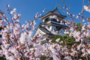 ▲國人最愛的春季行程，櫻花襯托日本高知城，美上加美。（圖／燦星旅遊提供）