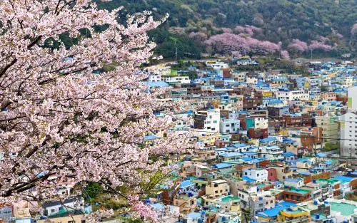 ▲韓國釜山甘川洞文化村，童話故事般的村莊也能賞櫻花。（圖／易飛網提供）