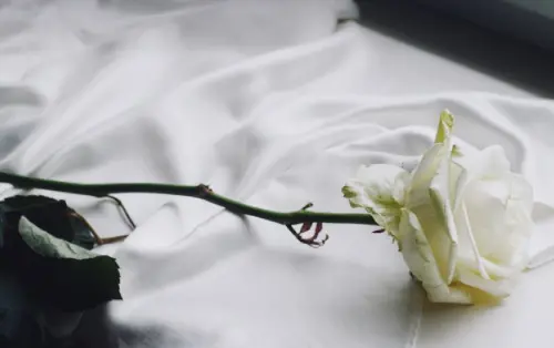 ▲白玫瑰。（示意圖／翻攝pixabay）