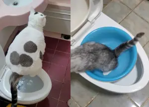 ▲最近國外有許多飼主分享自家貓咪「用馬桶上廁所」的影片，引起廣大討論。（圖/Tik Tok）