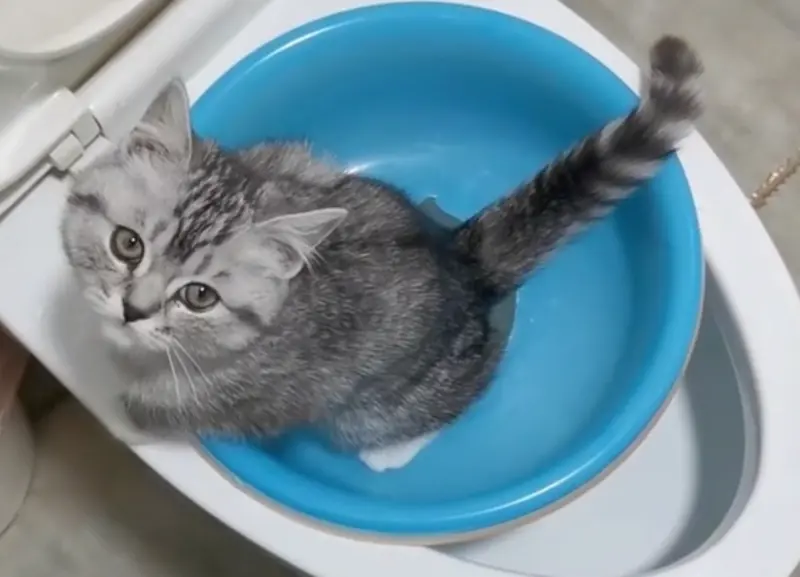 ▲最近Tik Tok平台上出現許多國外飼主訓練貓咪「蹲馬桶上廁所」的影片，引起熱烈討論。（圖/Tik Tok）