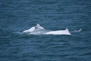 有片／白海豚現身台中港！海保署連三年目擊　推估成體數量約50隻

