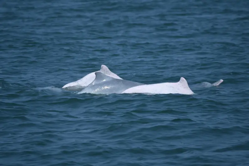 有片／白海豚現身台中港！海保署連三年目擊　推估成體數量約50隻