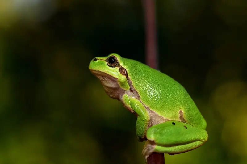 ▲印度生物科學研究團隊在卡納塔克邦某處池塘目擊，一隻金背蛙竟從體內長出一朵蘑菇，這是人類首見的發現。（示意圖／取自Pixabay）