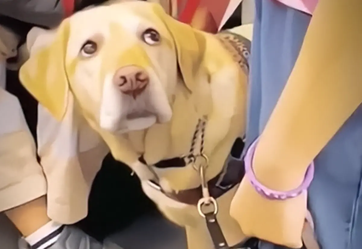 ▲一隻拉布拉多導盲犬帶著飼主搭上了車，卻找不到座位而露出愧疚神情看向主人，彷彿在說「對不起」。（圖／取自微博）