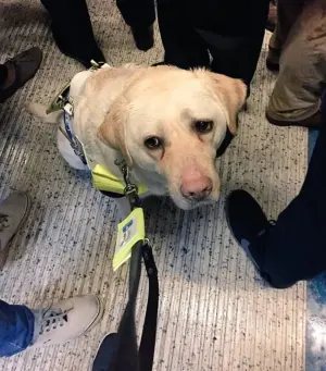 ▲導盲犬基卡 (Kika) 也曾因為沒幫主人找到空位,而露出憂傷表情。(圖/取自X@Amit Patel) ▲導盲犬基卡 (Kika) 也曾因為沒幫主人找到空位,而露出憂傷表情。(圖/取自X@Amit Patel)