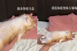 ▲一隻可愛的小幼貓躺平在主人手上呼呼大睡,手還自然垂下,根本就像人在睡覺的姿勢,笑翻大票貓奴。(圖/IG) ▲一隻可愛的小幼貓躺平在主人手上呼呼大睡,手還自然垂下,根本就像人在睡覺的姿勢,笑翻大票貓奴。(圖/IG)