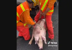 國道3驚見「豬隻躺路肩」！大貨車後視鏡慘被撞斷　飼主恐罰1萬8
