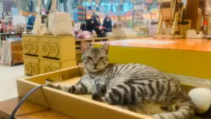 ▲新烏日鐵道故事館的貓店長「歐巴」，是從捕獸鋏搶救下來的三腳貓。（圖／記者顏幸如攝，2024.03.06）