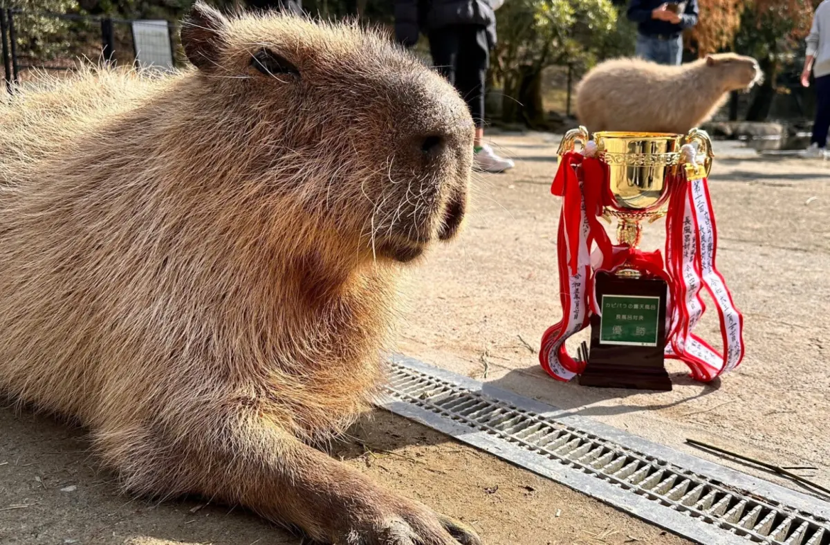 ▲第12屆水豚「泡溫泉耐久大賽」中，出現了墊底仔逆襲變冠軍的動漫情節。（圖／取自X@capybarabath）