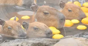 ▲水豚君喜愛泡溫泉的形象,已經深植於民眾心中。(圖/取自X@capybarabath) ▲水豚君喜愛泡溫泉的形象,已經深植於民眾心中。(圖/取自X@capybarabath)