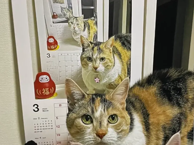 ▲近期在日本，就有一組三花貓月曆突然爆紅，因為貓貓竟然在鏡頭前成功施展「影分身」。（圖／取自X@AminoCyu）