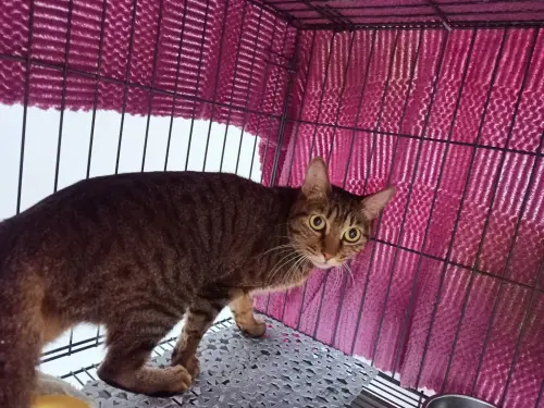 ▲2隻貓遭棄置在新北市板橋區望月公園廁所附近，1隻已被認養，1隻在板橋動物之家等待認養。（圖／新北市動保處）
