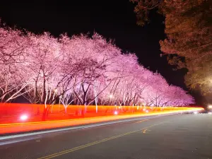 ▲櫻花季入住武陵農場，可欣賞美麗的夜櫻。（圖／武陵農場提供，2024.03.06）