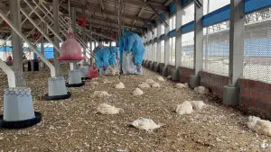 禽流感侵彰化大城鄉土雞場！確診感染新型H5N1　9674隻土雞遭撲殺

