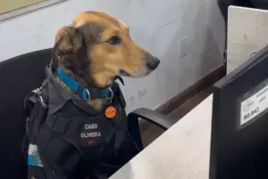 浪犬躺警局不走!所長破例「讓牠當警犬」 值勤模樣被拍:我帥嗎