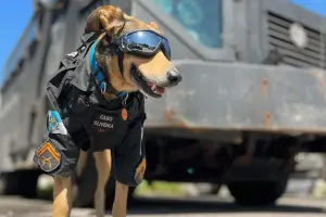 ▲奧利維拉通過基礎警犬訓練後，終於正式成為警犬，並獲得了派出所替牠訂製的警犬項圈與衣服。（圖／取自IG@oliveira17bpm）