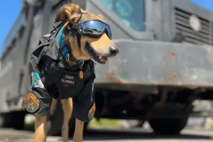 ▲奧利維拉通過基礎警犬訓練後,終於正式成為警犬,並獲得了派出所替牠訂製的警犬項圈與衣服。(圖/取自IG@oliveira17bpm) ▲奧利維拉通過基礎警犬訓練後,終於正式成為警犬,並獲得了派出所替牠訂製的警犬項圈與衣服。(圖/取自IG@oliveira17bpm)