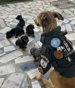 ▲奧利維拉成為前輩,擺出模範警犬的姿態教育小狗狗。(圖/取自IG@oliveira17bpm) ▲奧利維拉成為前輩,擺出模範警犬的姿態教育小狗狗。(圖/取自IG@oliveira17bpm)