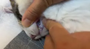 ▲大陸一位飼主養了一隻貓咪,在農曆春節期間被鞭炮活活嚇死,死亡後舌頭還呈現「發紫狀態」,是缺氧的特徵。(圖/十一只是貓臉書) ▲大陸一位飼主養了一隻貓咪,在農曆春節期間被鞭炮活活嚇死,死亡後舌頭還呈現「發紫狀態」,是缺氧的特徵。(圖/十一只是貓臉書)