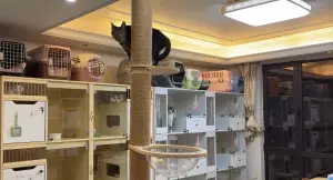 ▲大陸一名流浪中途之家的貓奴「派小爪」,家中養了約50隻貓咪,結果日前一隻貓咪在農曆春節期間被鞭炮聲給嚇死。(圖/十一只是貓臉書) ▲大陸一名流浪中途之家的貓奴「派小爪」,家中養了約50隻貓咪,結果日前一隻貓咪在農曆春節期間被鞭炮聲給嚇死。(圖/十一只是貓臉書)