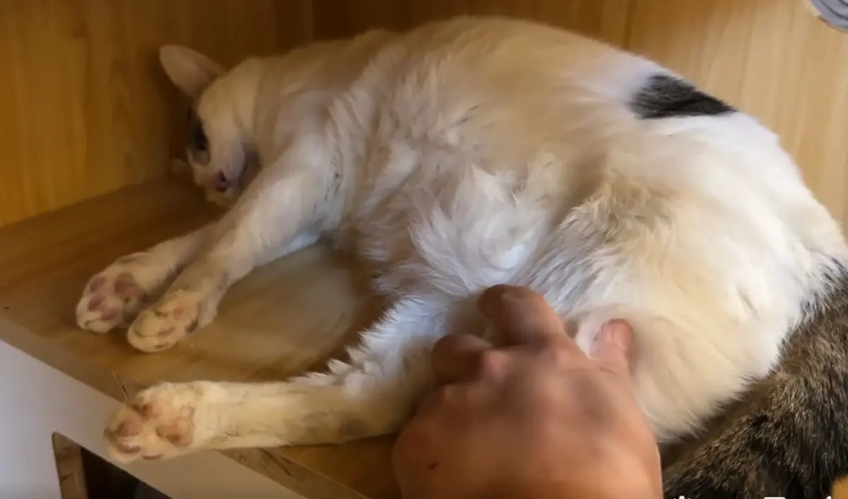 ▲大陸一名飼主看到愛貓在睡覺，就跑去摸摸牠，沒想到愛貓已經離開人世間。（圖/十一只是貓臉書）