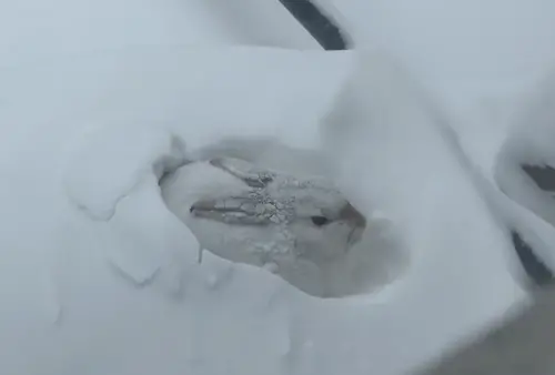▲日本一名網友近日在屋外鏟雪時，竟在雪堆中發現一隻正在補眠的雪白兔子。（圖／翻攝自X）