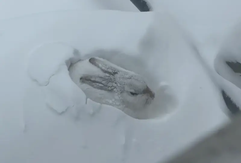 ▲日本一名網友近日在屋外鏟雪時，竟在雪堆中發現一隻正在補眠的雪白兔子。（圖／翻攝自X）