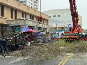 驚悚！嘉義文化路郵局前小葉欖仁樹倒塌　2轎車、攤販慘遭砸毀
