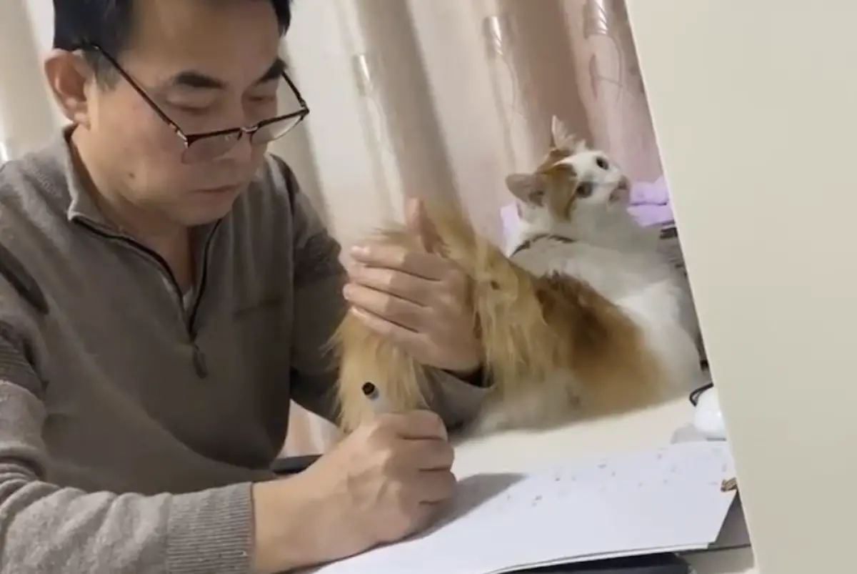 ▲中國一名傲嬌爸爸明明當初堅決反對女兒養貓，但現在即使寫資料被毛孩干擾也不介意，甚至溫柔地捧起牠的尾巴，眼裡全是溺愛。（圖／翻攝自小紅書）