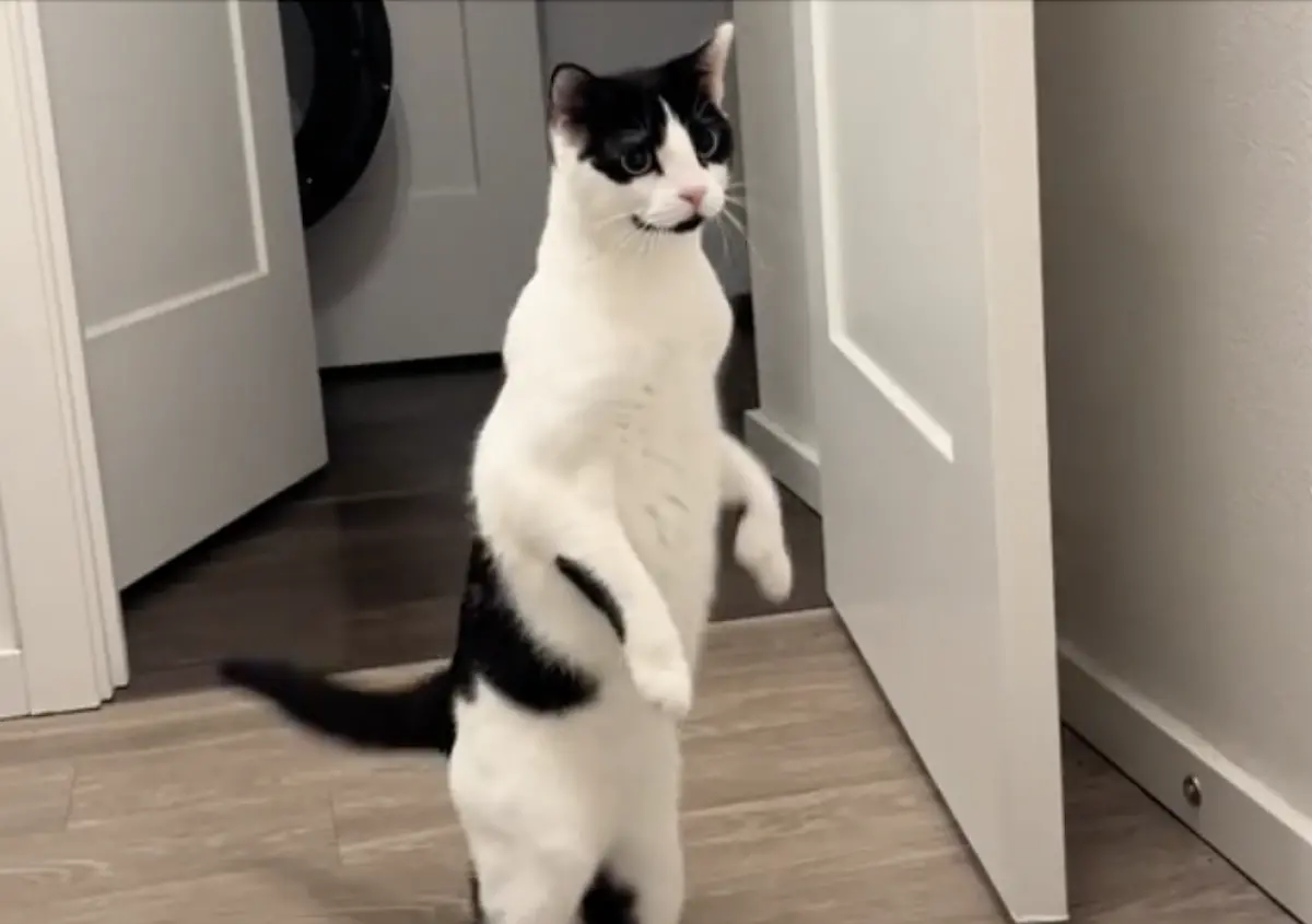 ▲國外一隻賓士貓非常怕水，某天牠目睹媽媽正在泡澡，竟震驚到雙腳站立，並數度驚嚇到往後倒退。（圖／翻攝自TikTok）