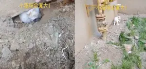 ▲經過民眾用小鏟子不斷挖掉土石之後,小貓咪最後被營救成功,與媽媽重新相聚。(圖/Tik Tok) ▲經過民眾用小鏟子不斷挖掉土石之後,小貓咪最後被營救成功,與媽媽重新相聚。(圖/Tik Tok)