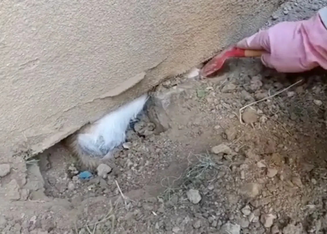 ▲小貓咪離奇的遭活埋卡牆，一整晚都被埋在裡面，母貓一直不斷呼叫求救。（圖/Tik Tok）