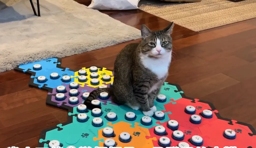 ▲福福使用「寵物交流」按鈕相當熟練，可以與主人無障礙對答。（圖／取自福福說頻道）