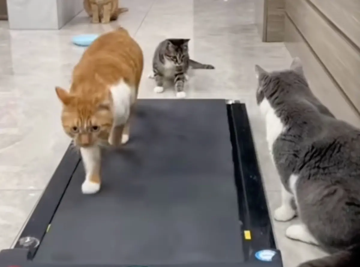 ▲橘貓身材相對其他貓咪豐腴，不斷在跑步機上減肥奔跑，畫面相當可愛！（圖/IG@rural_liffe）