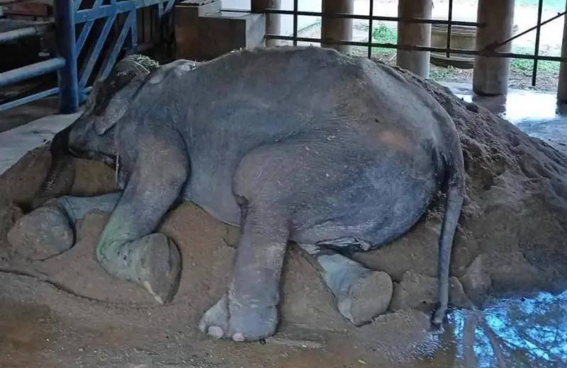 ▲大象奶奶Somboon被安置後，安穩熟睡在沙堆上。（圖／取自FB@Save Elephant Foundation）