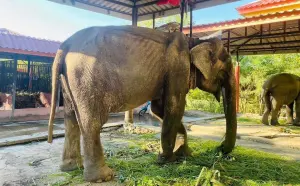 ▲大象奶奶Somboon已經87歲，但在去年仍天天載運遊客。（圖／取自FB@Save Elephant Foundation）