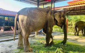 ▲大象奶奶Somboon已經87歲,但在去年仍天天載運遊客。(圖/取自FB@Save Elephant Foundation) ▲大象奶奶Somboon已經87歲,但在去年仍天天載運遊客。(圖/取自FB@Save Elephant Foundation)