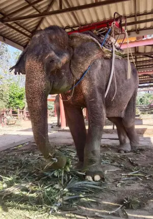 ▲大象奶奶Somboon工作長達80年。(圖/取自FB@Save Elephant Foundation) ▲大象奶奶Somboon工作長達80年。(圖/取自FB@Save Elephant Foundation)