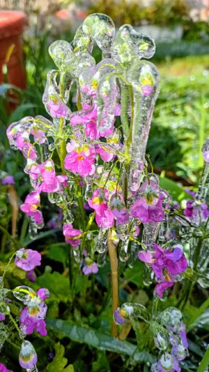▲紫紅色的櫻草花被薄薄的冰包裹，像水晶般美麗夢幻。（圖／武陵農場提供，2024.03.13）