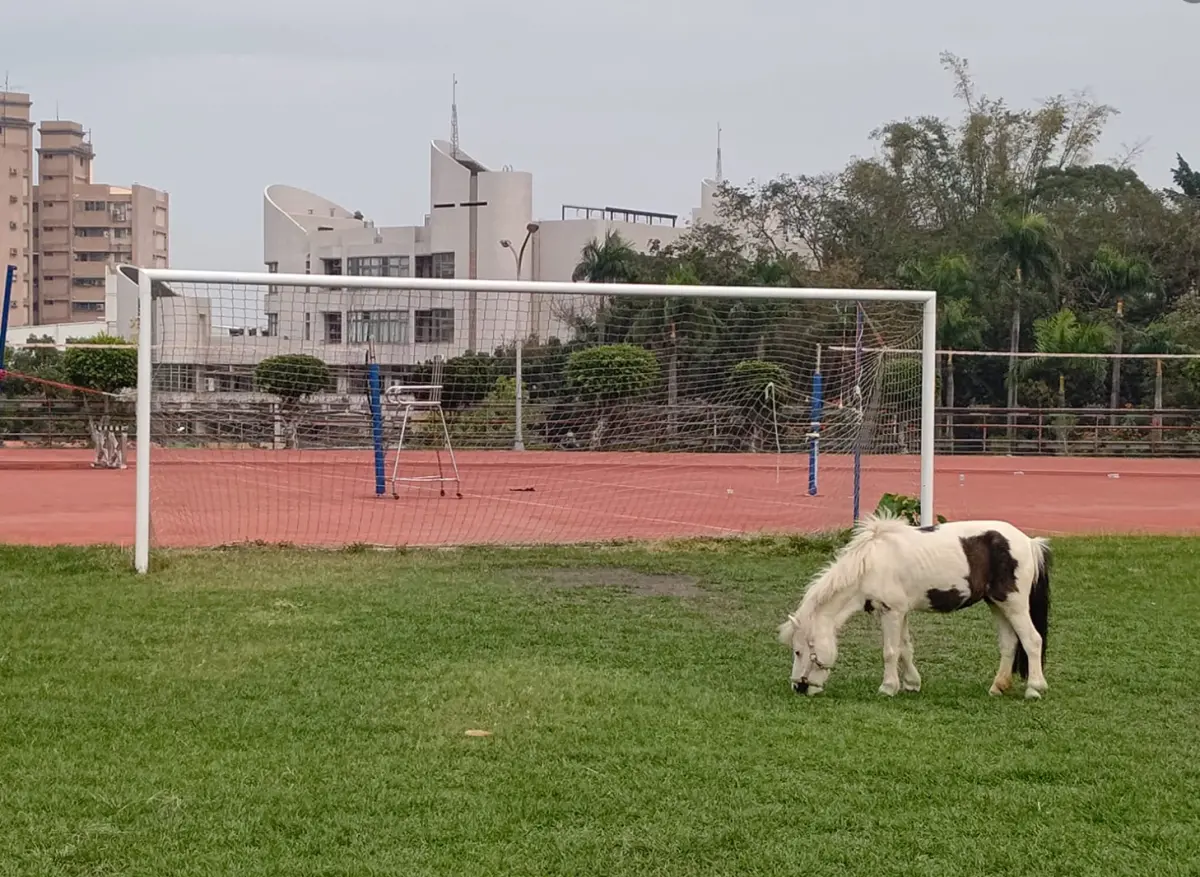 ▲有民眾近期在高雄一間大學內，竟然看到「迷你馬」，在操場上承攬了工友的工作，開始用嘴除草。（圖／取自路上觀察學院）